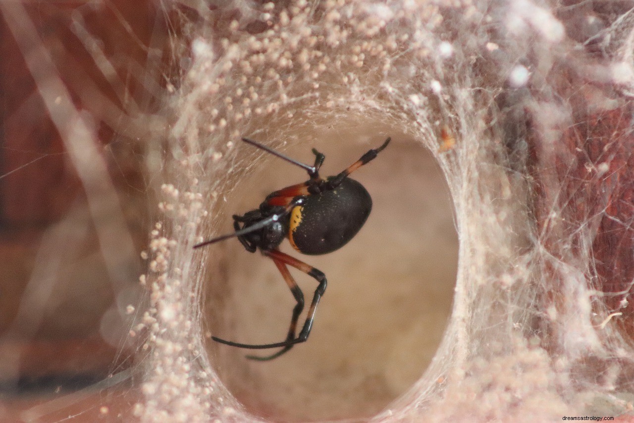 O significado e a interpretação dos sonhos da aranha da viúva negra