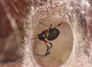 Význam a výklad snů Black Widow Spider