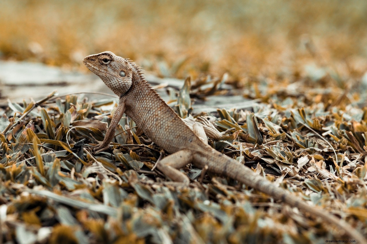 La signification et l interprétation des lézards dans les rêves