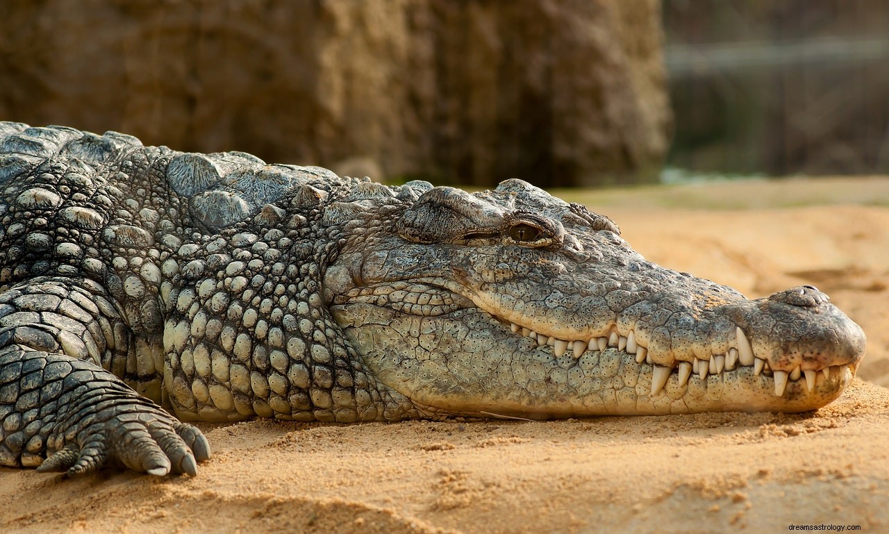 De betekenis en interpretatie van dromen over krokodillen