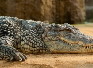 Význam a výklad snů o krokodýlech