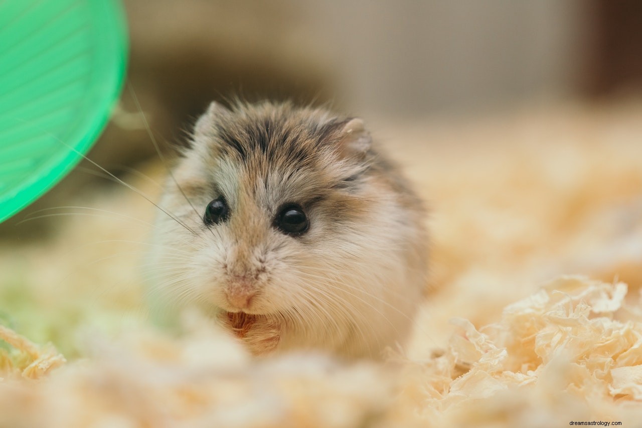 O significado e a interpretação dos sonhos com hamsters