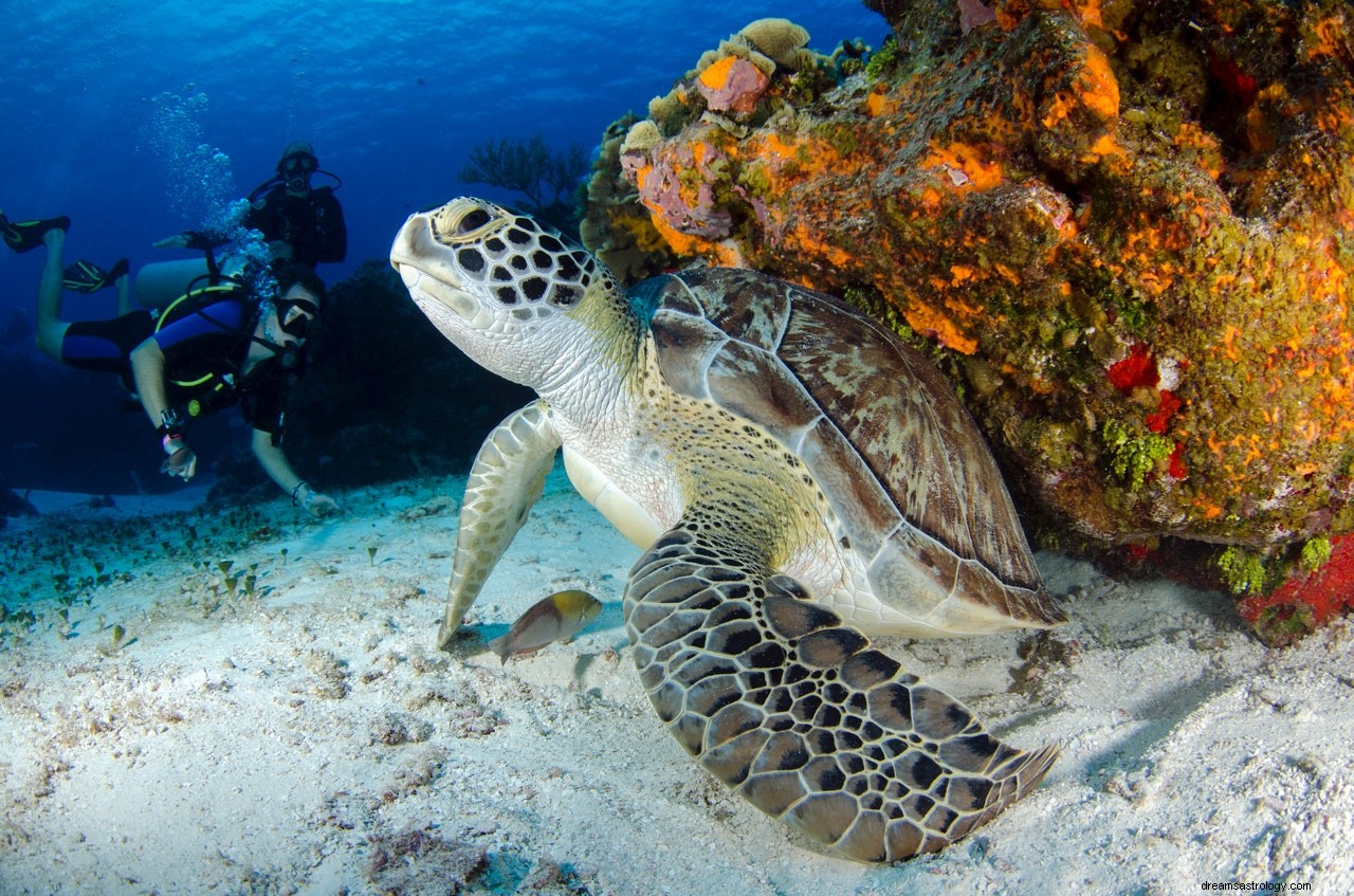 De betekenis en interpretatie van dromen over schildpadden