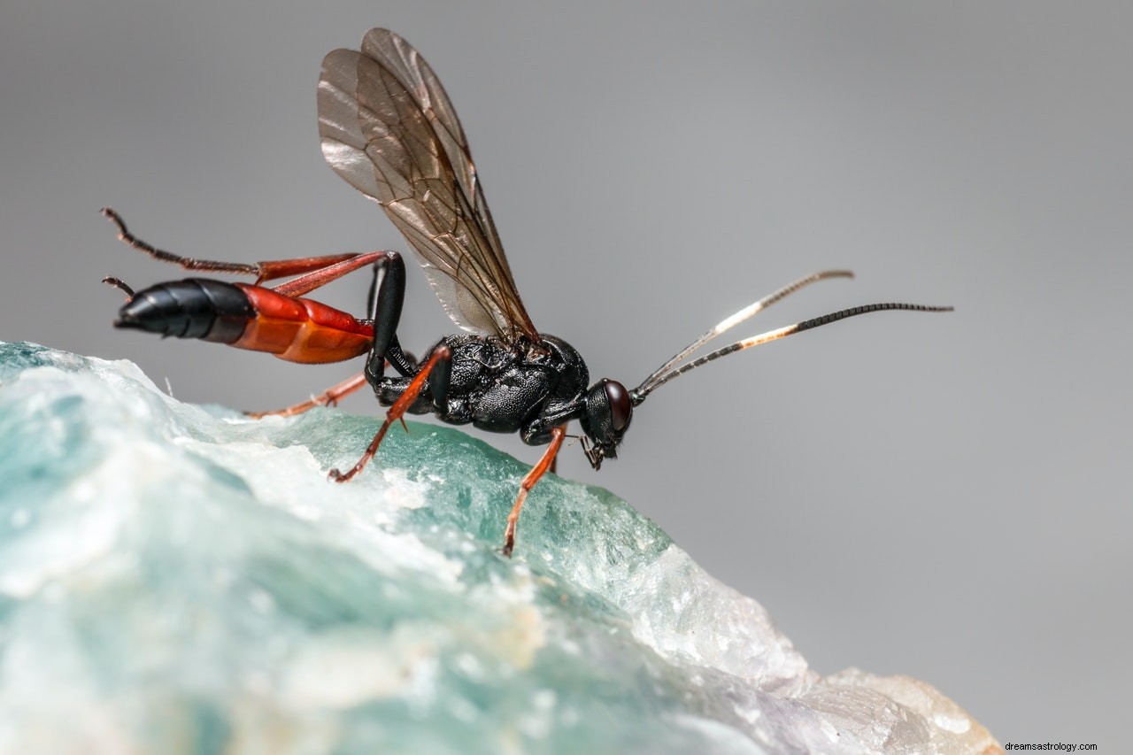 O significado e a interpretação de sonhar com mosca