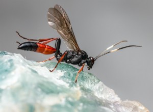 Betydningen og tolkningen av å drømme om fluer