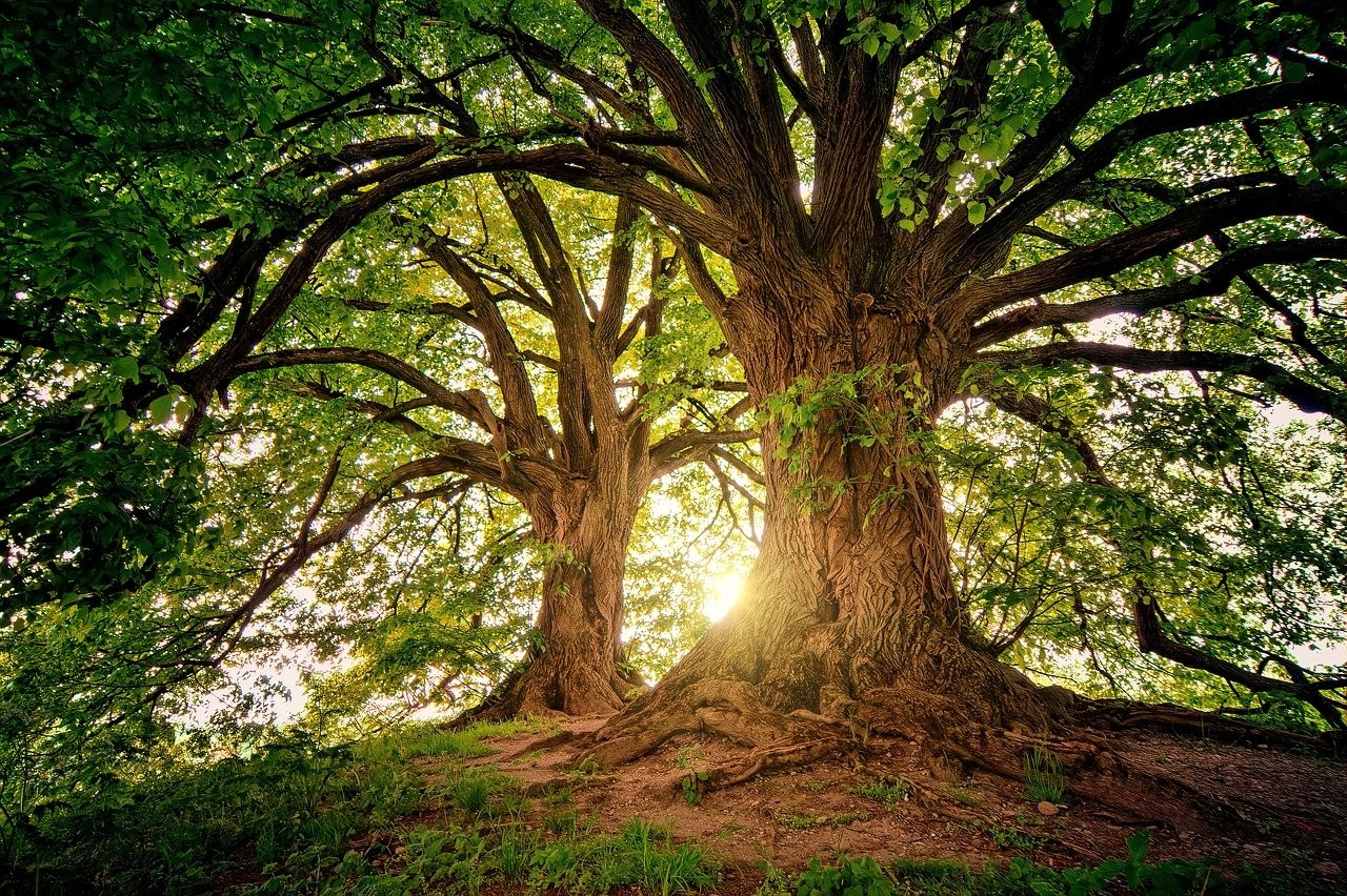 木の夢の意味と解釈