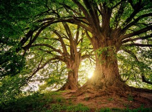 Význam a výklad snů o stromech