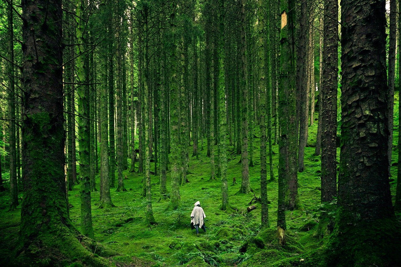 Meningen och tolkningen av drömmar om naturen