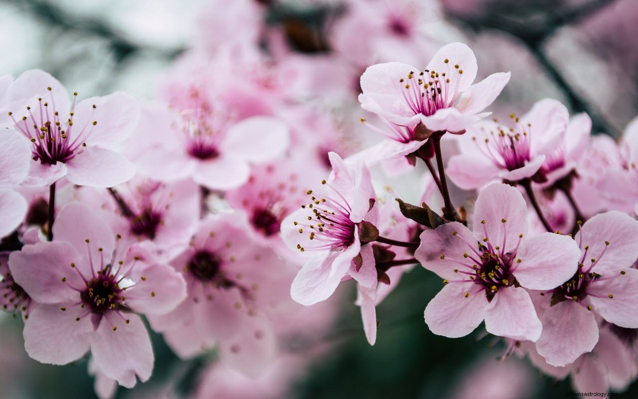 El significado e interpretación de los sueños con flores