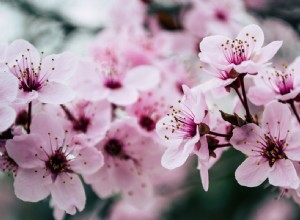 花の夢の意味と解釈