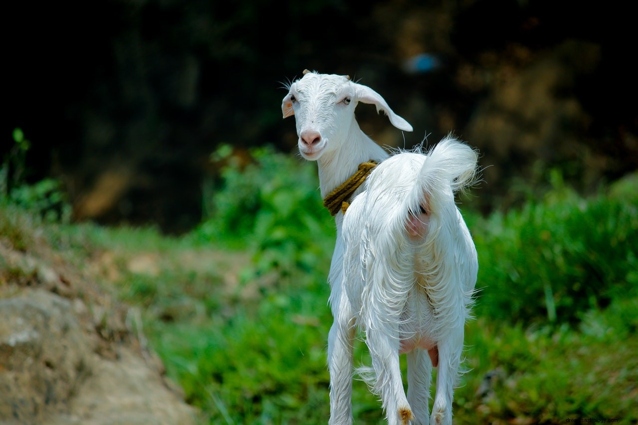 Significado e interpretación de los sueños sobre cabras