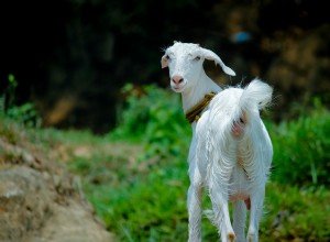 O significado e a interpretação dos sonhos com cabras
