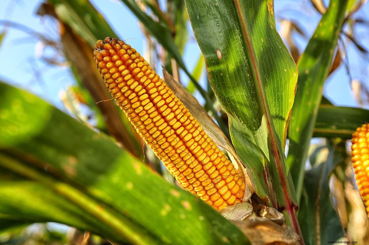 Arti dan Tafsir Mimpi Jagung