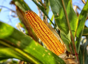 Znaczenie i interpretacja kukurydzianych snów