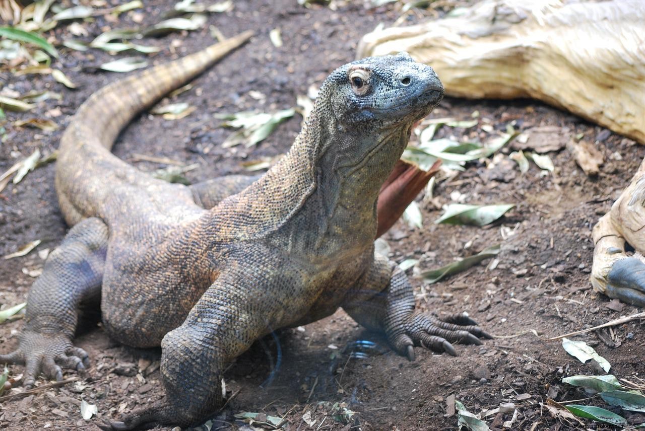 コモドドラゴンの夢の意味と解釈