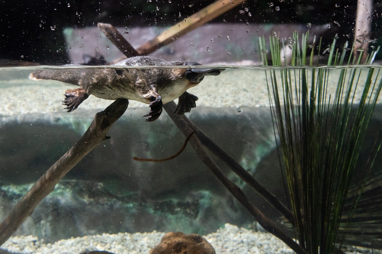 カモノハシの夢の意味と解釈