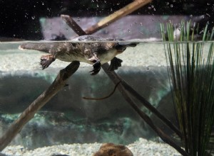 Betydan och tolkningen av drömmar om näbbdjur