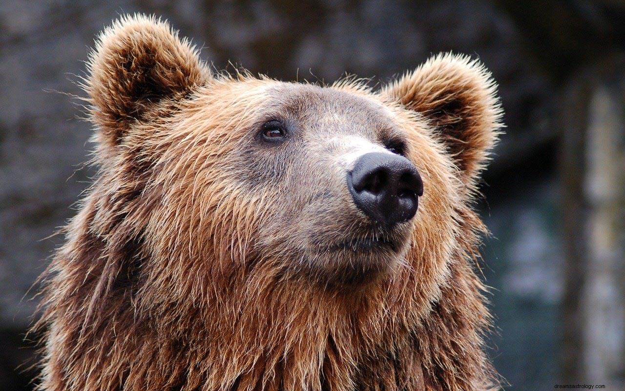 Meningen och tolkningen av att drömma om björnar