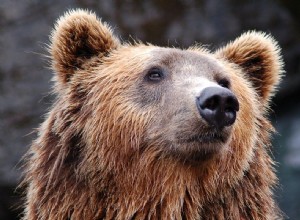 La signification et l interprétation de rêver d ours