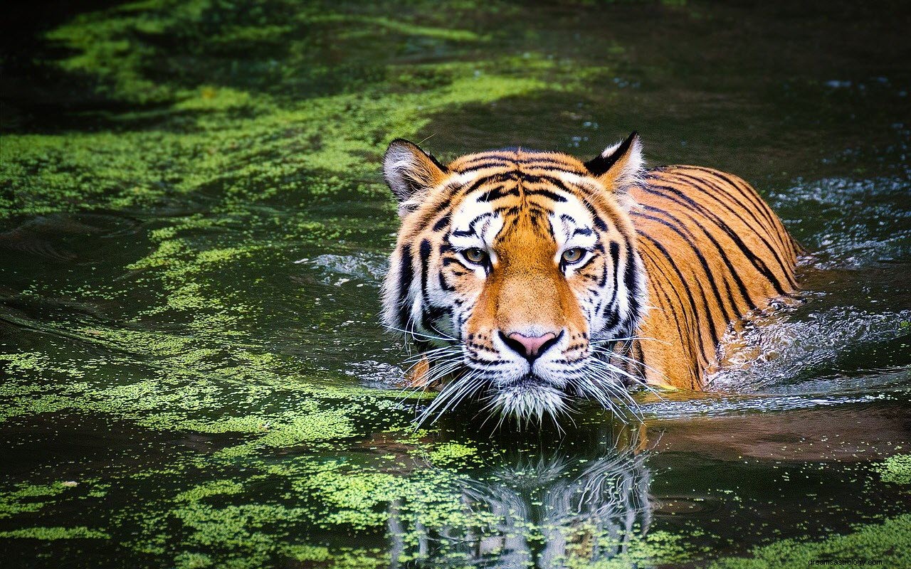 Betydningen og tolkningen av drømmer om tigre 