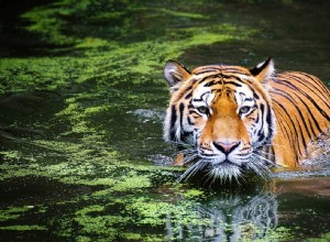 El Significado e Interpretación de los Sueños con Tigres 