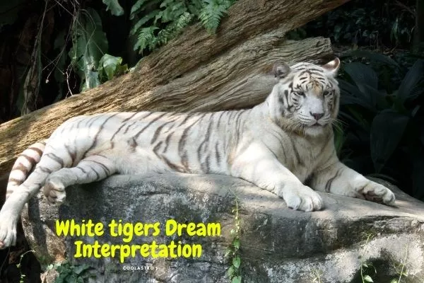 Träume von Bedeutung und Interpretation des Weißen Tigers