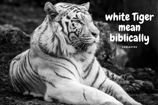 Träume von Bedeutung und Interpretation des Weißen Tigers