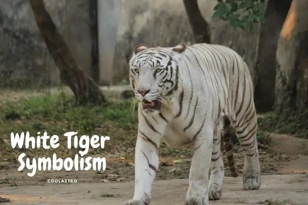 Drömmen om White Tigers betydelse och tolkning