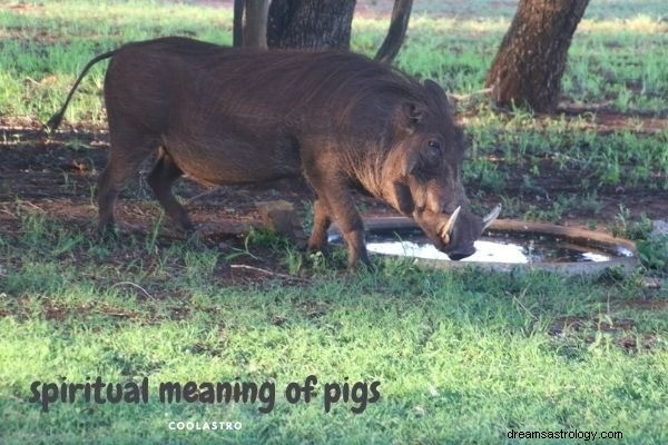 Sonhos sobre porcos significado e interpretação