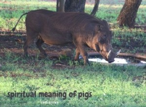 Rêves de cochons Signification et interprétation