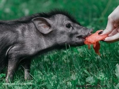 Rêves de cochons Signification et interprétation