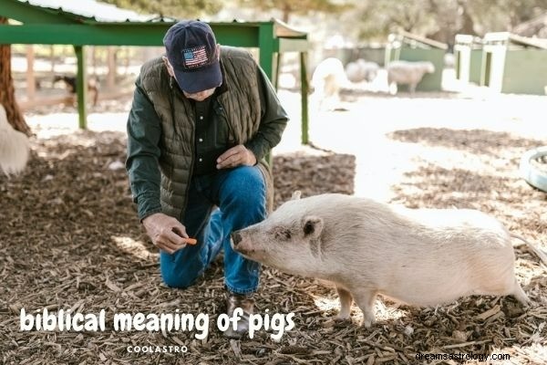 Drømmer om griser, betydning og tolkning