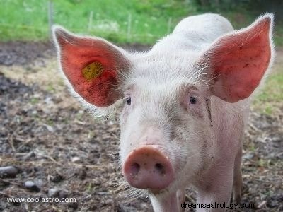 Drømmer om griser, betydning og tolkning