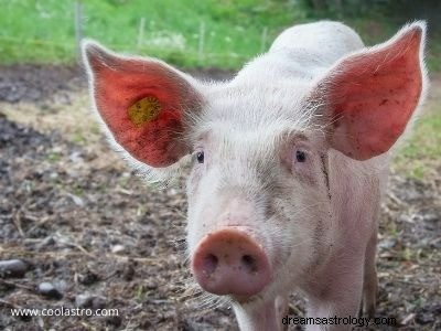 Rêves de cochons Signification et interprétation