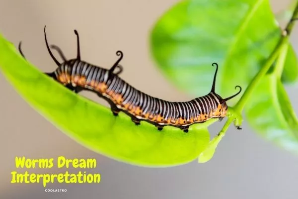 Dromen over wormen Betekenis en interpretatie