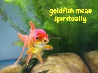 Träume über die Bedeutung und Interpretation von Goldfischen