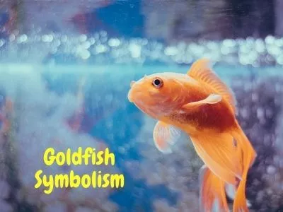 Träume über die Bedeutung und Interpretation von Goldfischen