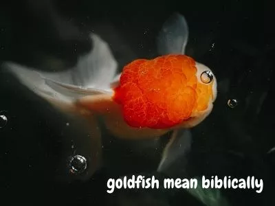 Träume über die Bedeutung und Interpretation von Goldfischen