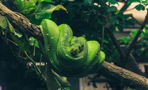 Mordida de cobra verde no sonho Significado:mitologia hindu e islâmica
