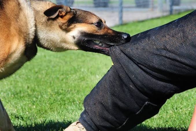 Mordida de cachorro no sonho Significado:mordida na mão direita e no pé direito