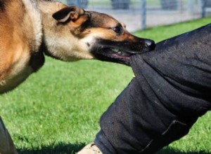 Morsure de chien dans un rêve Signification :Morsure sur la main droite et le pied droit