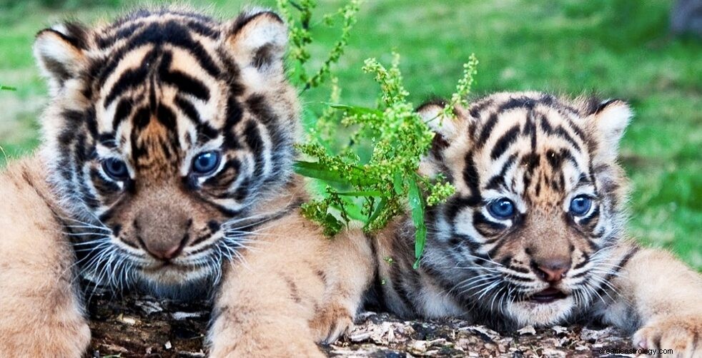 Význam snu tygřího mláděte | Co to symbolizuje a její výklad