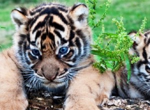 Rêve d un petit tigre Signification | Ce qu il symbolise et son interprétation