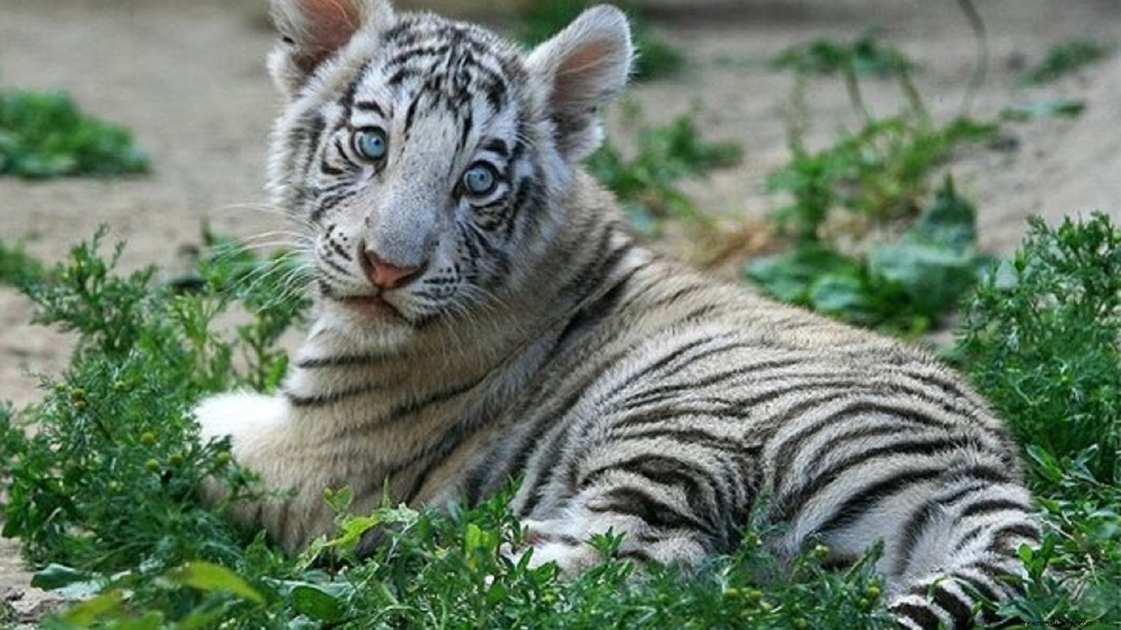 Έννοια του ονείρου Tiger Cub | Τι συμβολίζει και η ερμηνεία του