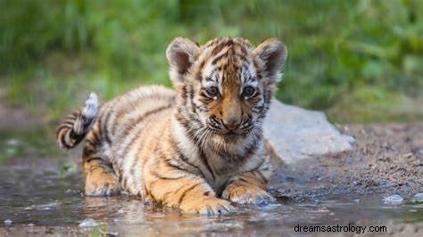 Έννοια του ονείρου Tiger Cub | Τι συμβολίζει και η ερμηνεία του