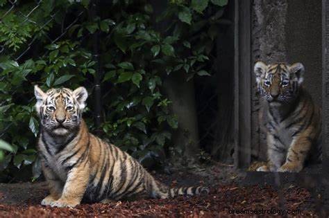 Έννοια του ονείρου Tiger Cub | Τι συμβολίζει και η ερμηνεία του