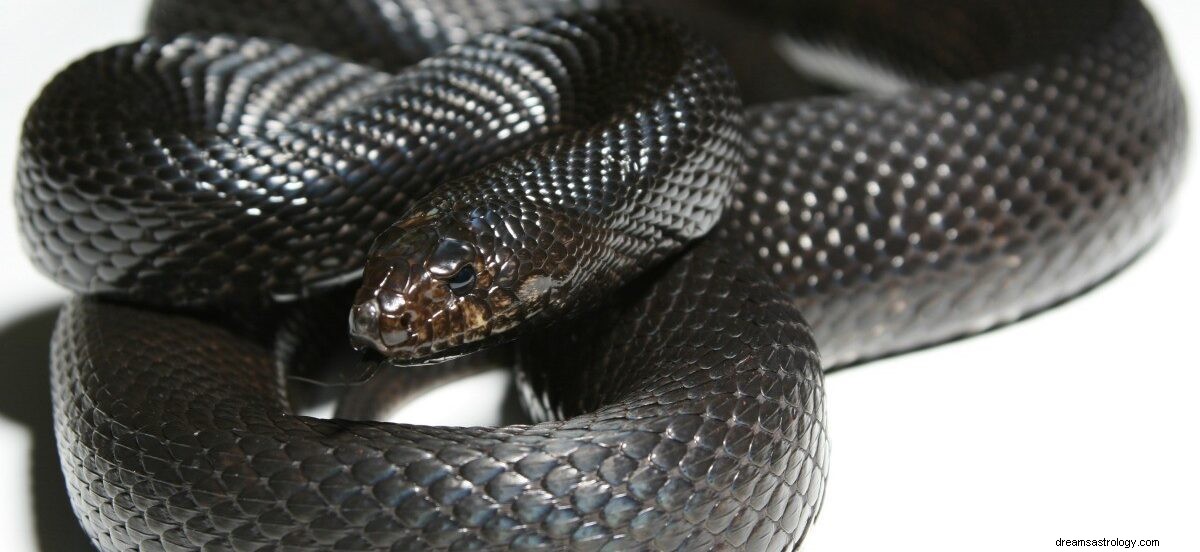 Droom van zwarte slang in of onder bed Betekenis:droominterpretatie