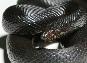 Sen o černém hadovi v posteli nebo pod postelí Význam:Výklad snu