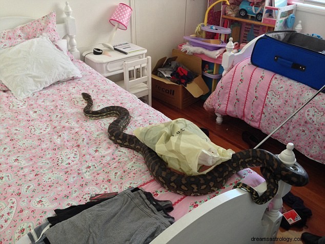 Drømmen om svart slange i eller under sengen Betydning:Drømmetydning