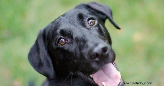 ヒンズー教の神話によると、黒い犬が噛む夢の意味